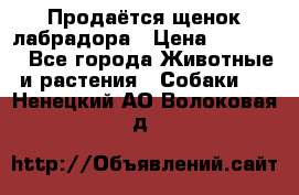 Продаётся щенок лабрадора › Цена ­ 30 000 - Все города Животные и растения » Собаки   . Ненецкий АО,Волоковая д.